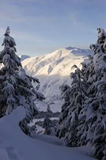 Snow Covered Pine Trees And Mountain Range In Winter; Alaska, United States Of America Snow Covered Pine Trees And Mountain Range In Winter; Alaska, United States Of America