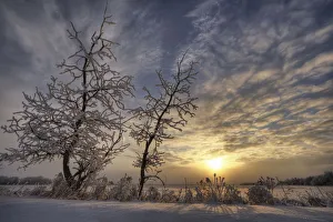 Snow Covered Trees Silhouetted By Sunrise On The Alberta Prairies Snow Covered Trees Silhouetted By Sunrise On The Alberta Prairies