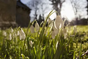 Snowdrop Flowers In The Sunlight; Northumberland, England Snowdrop Flowers In The Sunlight; Northumberland, England