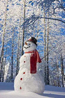 Snowman With Red Scarf And Black Top Hat Standing In Front Of Snow Covered Birch Forest, Winter, Eagle River, Alaska Snowman With Red Scarf And Black Top Hat Standing In Front Of Snow Covered Birch Forest, Winter, Eagle River, Alaska