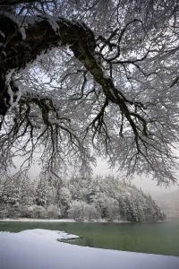 Snowy Shoreline Of A Lake; Bellingham, Washington, Usa Snowy Shoreline Of A Lake; Bellingham, Washington, Usa