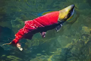 Adams River Collection: A sockeye salmon (oncorhynchus nerka) makes it way to the adams river spawning grounds; British