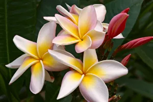 Soft Focus Of White Plumeria Flowers With Pale Yellow Centers, Dark Pink Buds Soft Focus Of White Plumeria Flowers With Pale Yellow Centers, Dark Pink Buds