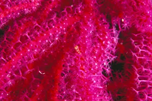 Solomon Islands, Bright Pink Soft Coral With Goby Atop, Close-Up Detail Solomon Islands, Bright Pink Soft Coral With Goby Atop, Close-Up Detail