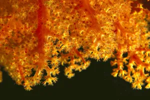Solomon Islands, Close-Up Of Orange Soft Coral With Polyps Showing Solomon Islands, Close-Up Of Orange Soft Coral With Polyps Showing