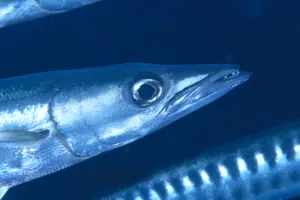 Solomon Islands, Extreme Close-Up Of Barracuda, Side View Of Head Solomon Islands, Extreme Close-Up Of Barracuda, Side View Of Head