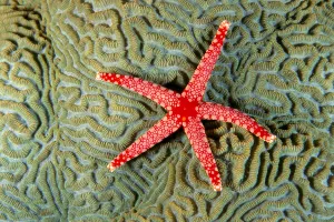 Solomon Islands, Seastar (Fromia Monilis) On Coral (Platgyra Sp?) Top View Solomon Islands, Seastar (Fromia Monilis) On Coral (Platgyra Sp?) Top View