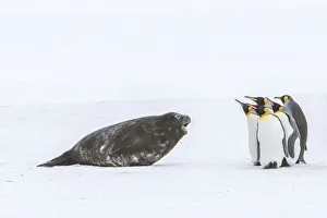 Southern elephant seal pup barking at group of king penguins on South Georgia Island, Antarctica Southern elephant seal pup barking at group of king penguins on South Georgia Island, Antarctica