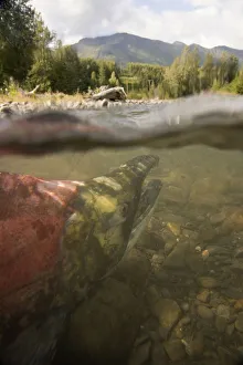 Spawned Out Sockeye Salmon In Quartz Creek Kenai Peninsula Alaska Summer Underwater Image Spawned Out Sockeye Salmon In Quartz Creek Kenai Peninsula Alaska Summer Underwater Image