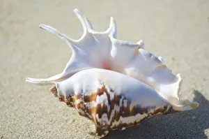 Spider Conch Seashell (Lambis Lambis) Laying On Sand Spider Conch Seashell (Lambis Lambis) Laying On Sand