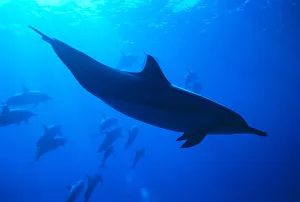 Spinner Dolphins (Stenella Longirostris) Underwater, One Close-Up B1876 Spinner Dolphins (Stenella Longirostris) Underwater, One Close-Up B1876
