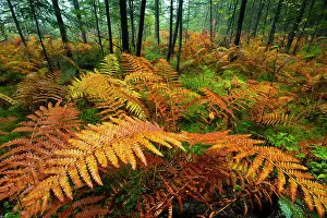 Adirondack Park Collection: In a stand of fern, summer's green gives way to autumn's red