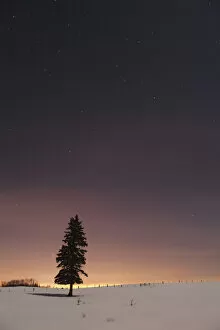 Images Dated 13th March 2011: Stars In The Night Sky With A Lone Tree; Thunder Bay, Ontario, Canada