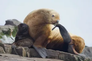 Steller Sea Lion Female And Young Pup Hauled Out On Rock With Female Scratching With Fin, Prince William Sound Steller Sea Lion Female And Young Pup Hauled Out On Rock With Female Scratching With Fin, Prince William Sound