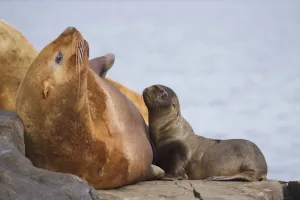 Steller Sea Lion Female And Young Pup Nursing Rock, Prince William Sound, Southcentral Alaska, Summer Steller Sea Lion Female And Young Pup Nursing Rock, Prince William Sound, Southcentral Alaska, Summer