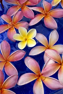 Studio Shot Of One Yellow And Mixed Color Plumeria Flowers, Blue Background Studio Shot Of One Yellow And Mixed Color Plumeria Flowers, Blue Background