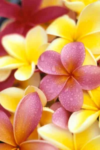 Studio Shot Of Yellow And Two Pink Plumeria Flowers, Water Drops On Petals Studio Shot Of Yellow And Two Pink Plumeria Flowers, Water Drops On Petals