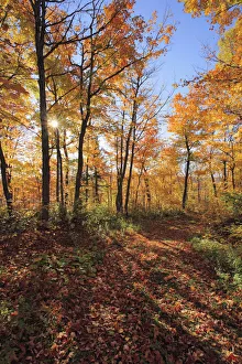 Sugar Maple Trees In Fall, Bas-Saint-Laurent Region, Saint-Simon, Quebec Sugar Maple Trees In Fall, Bas-Saint-Laurent Region, Saint-Simon, Quebec