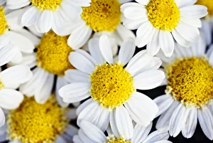 Summer Daisies (Anthemis Punctata), Cluster Of White Blossoms, View From Above Summer Daisies (Anthemis Punctata), Cluster Of White Blossoms, View From Above
