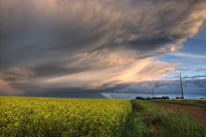 Summer Evening Storm Blowing Over Ripe Canola Fields, Central Alberta Summer Evening Storm Blowing Over Ripe Canola Fields, Central Alberta