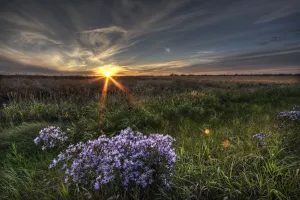 Summer Sunset Over Prairie Wildflowers North Of Bon Accord, Alberta Summer Sunset Over Prairie Wildflowers North Of Bon Accord, Alberta