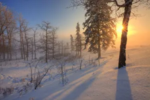 Sun Rising Behind Trees On Snowy Cattle Pasture In Winter, Central Alberta Sun Rising Behind Trees On Snowy Cattle Pasture In Winter, Central Alberta