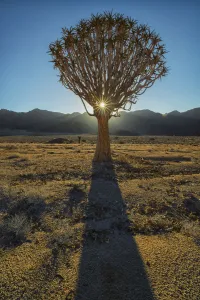 Sunburst Through A Kookerboom Tree In Richtersveld National Park; South Africa Sunburst Through A Kookerboom Tree In Richtersveld National Park; South Africa