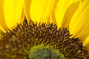 Sunflower, Extreme close-up of center and yellow petals Sunflower, Extreme close-up of center and yellow petals
