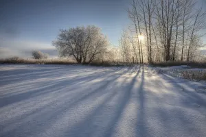 Sunlight Breaking Through Trees On Winter Afternoon, Alberta Sunlight Breaking Through Trees On Winter Afternoon, Alberta