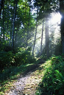 Sunlight Through Trees, Ecola State Park, Oregon, Usa Sunlight Through Trees, Ecola State Park, Oregon, Usa