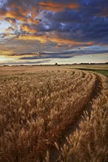 Sunrise Over A Barley Field On A Farm In Central Alberta Sunrise Over A Barley Field On A Farm In Central Alberta