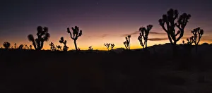 Sunrise in joshua tree national park in winter; California united states of america Sunrise in joshua tree national park in winter; California united states of america