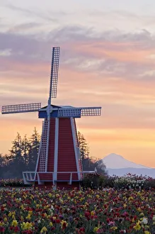 Sunrise Over Wooden Shoe Tulip Farm And Mt. Hood; Woodburn, Oregon, Usa Sunrise Over Wooden Shoe Tulip Farm And Mt. Hood; Woodburn, Oregon, Usa