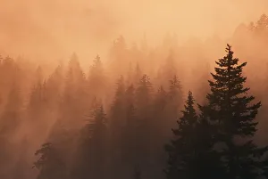 Sunset Through Dense Fog, Pine Tree Silhouettes, Mount Hood National Forest Sunset Through Dense Fog, Pine Tree Silhouettes, Mount Hood National Forest