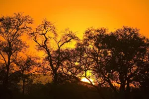 Sunset, Sabi Sand Reserve, Mpumalanga, South Africa, Africa Sunset, Sabi Sand Reserve, Mpumalanga, South Africa, Africa