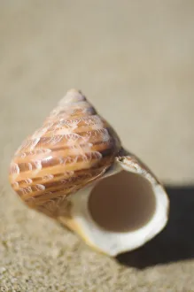 Tapestry Turban Seashell (Turbo Petholatus) Laying On Sand, Selective Focus Tapestry Turban Seashell (Turbo Petholatus) Laying On Sand, Selective Focus