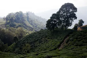 Tea plants cover the mountainside in the Ilam district of Nepal Tea plants cover the mountainside in the Ilam district of Nepal