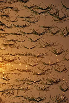 Thailand, Mai Sai Close-Up Of Rice Shoots Reflected On Water Thailand, Mai Sai Close-Up Of Rice Shoots Reflected On Water