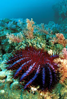 Thailand, Reef Scene With Crown-Of-Thorns Starfish (Acanthaster Planci) Thailand, Reef Scene With Crown-Of-Thorns Starfish (Acanthaster Planci)