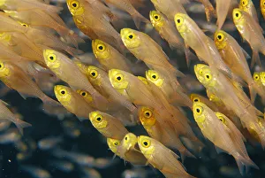 Thailand, Schooling Pygmy Sweepers (Parapriacanthus Ransonneti) Thailand, Schooling Pygmy Sweepers (Parapriacanthus Ransonneti)