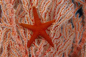 Thailand, Sea Star Aka Starfish (Fromia Indica) Gorgonian Coral Red And White Thailand, Sea Star Aka Starfish (Fromia Indica) Gorgonian Coral Red And White