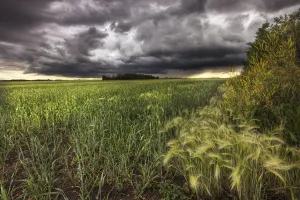 Thunder Clouds Over Field Of Wheat North Of Edmonton, Alberta Thunder Clouds Over Field Of Wheat North Of Edmonton, Alberta