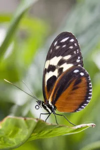 Tiger Longwing Butterfly (Heliconius Hecale) Resting On Leaf, Niagara Butterfly Conservatory, Niagara Falls, Ontario Tiger Longwing Butterfly (Heliconius Hecale) Resting On Leaf, Niagara Butterfly Conservatory, Niagara Falls, Ontario