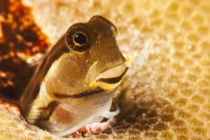 A Tiny Combtooth Blenny, Ecsenius Sp, Emerges From A Hole In Hard Coral Off The Island Of Yap; Micronesia A Tiny Combtooth Blenny, Ecsenius Sp, Emerges From A Hole In Hard Coral Off The Island Of Yap; Micronesia