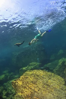 A Tourist Swims Underwater With A Sea Lion At Los Islotes National Marine Park Espiritu Santo Island A Tourist Swims Underwater With A Sea Lion At Los Islotes National Marine Park Espiritu Santo Island