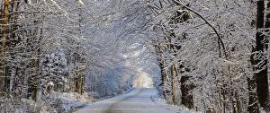 Tree Lined Road In Winter; East Hill, Quebec, Canada Tree Lined Road In Winter; East Hill, Quebec, Canada