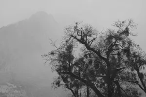 Tree And A Mountain In The Fog In Yosemite Park; California, Usa Tree And A Mountain In The Fog In Yosemite Park; California, Usa