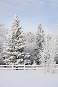 Trees Covered With Snow And Frost; Calgary, Alberta, Canada Trees Covered With Snow And Frost; Calgary, Alberta, Canada