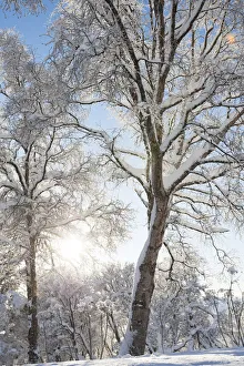 Trees Covered In Snow And Hoarfrost Backlit By The Sunlight Against A Blue Sky; Alaska, United States Of America Trees Covered In Snow And Hoarfrost Backlit By The Sunlight Against A Blue Sky; Alaska, United States Of America