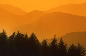 Trees Silhouetted Against Hills, British Columbia, Canada Trees Silhouetted Against Hills, British Columbia, Canada